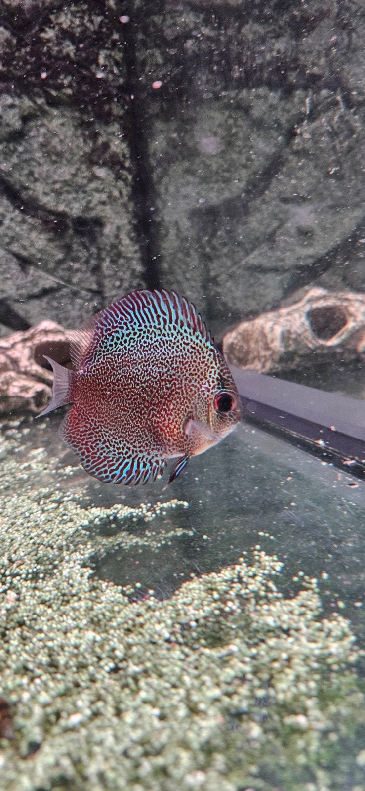 Super Panthera discus, Dieren en Toebehoren, Vissen | Aquariumvissen, Vis