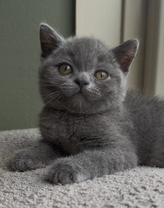 Heel mooi en extreem lief brits korthaar katertje 💙, Kater, Ontwormd, 0 tot 2 jaar
