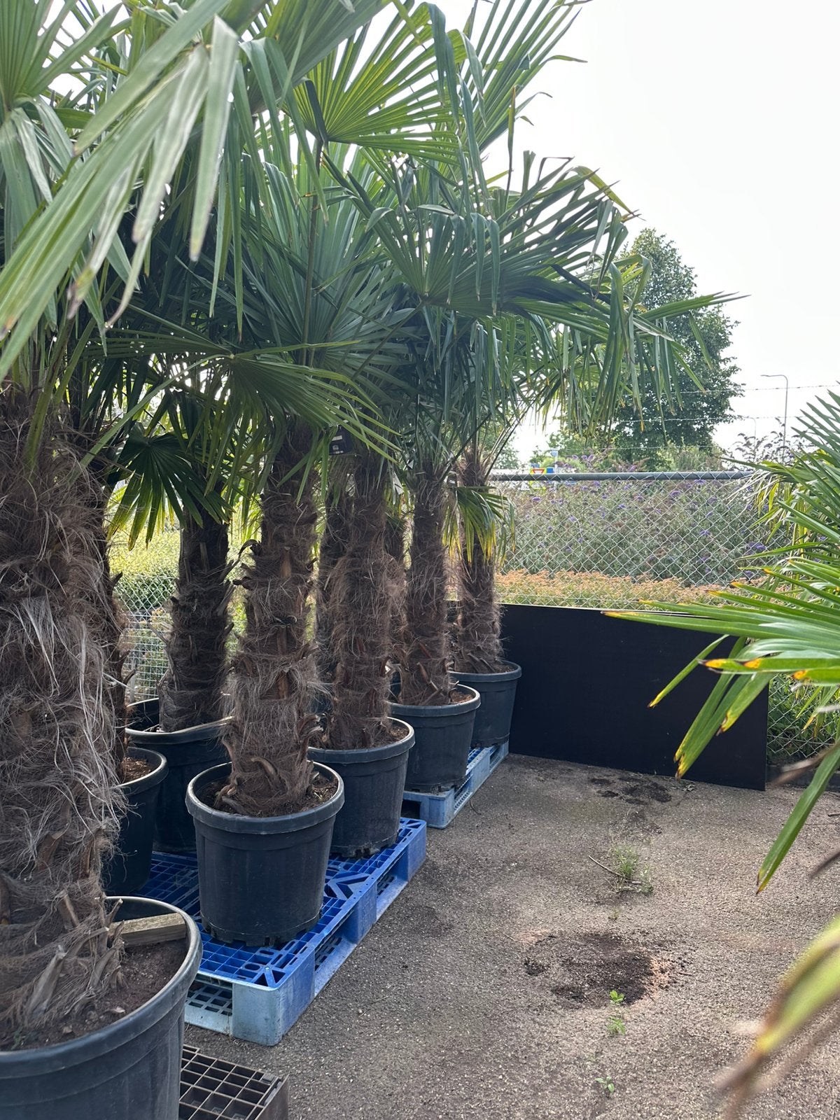 Trachycarpus palmbomen palmen palm, 100 tot 250 cm, Zomer, Palmboom, Ophalen