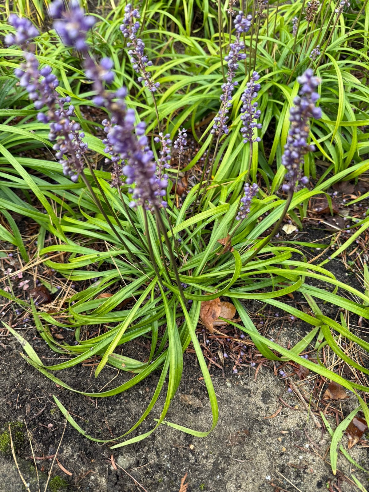 Liriope moneymaker, Ophalen, Vaste plant, Siergrassen