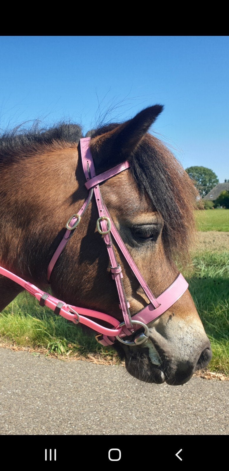 roze hoofdstel, Dieren en Toebehoren, Ophalen of Verzenden, Roze, Hoofdstel, Mini