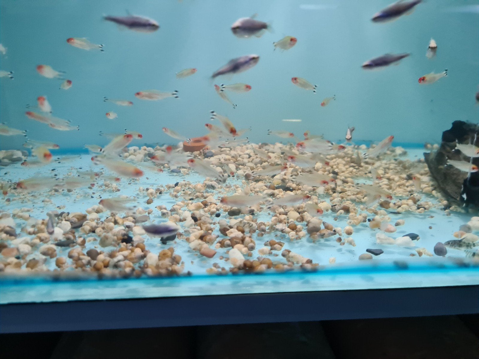 Roodkopzalm, Hemigrammus rhodostomus, Dieren en Toebehoren, Vis, Zoetwatervis