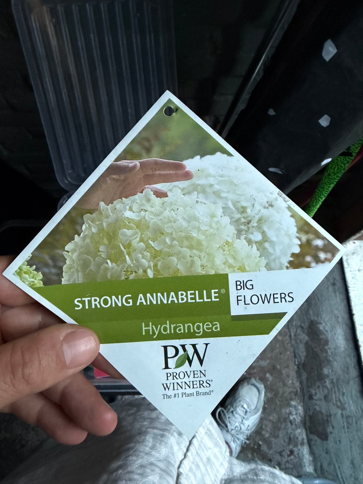 Strong Annabelle Hortensia - Grote Witte Bloemen, Overige soorten, Vaste plant, Ophalen of Verzenden, Halfschaduw