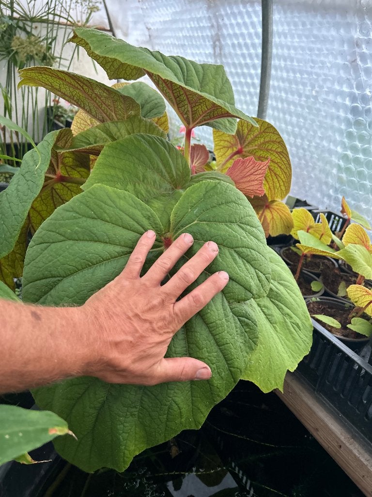 Begonia “Torsa”, Tuin en Terras, Planten | Tuinplanten, Vaste plant, Halfschaduw, Herfst, Ophalen