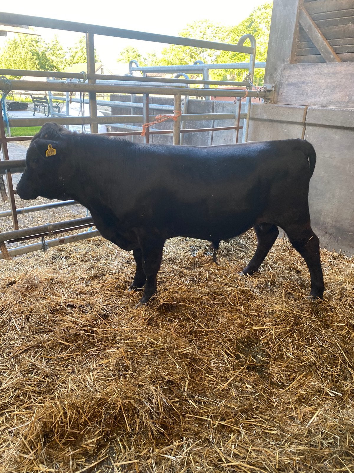 Mooie polled dexter stier te koop!, Dieren en Toebehoren, Mannelijk
