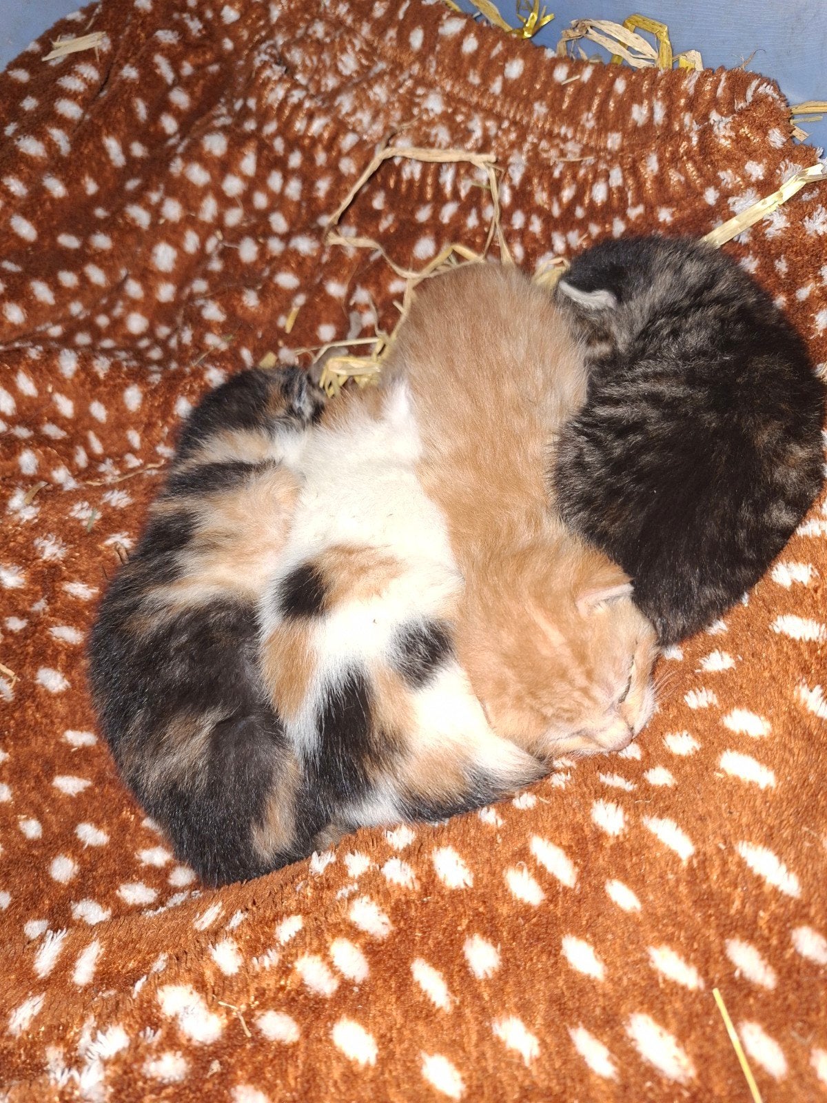leuke kittens te koop, Dieren en Toebehoren, Meerdere dieren, 0 tot 2 jaar