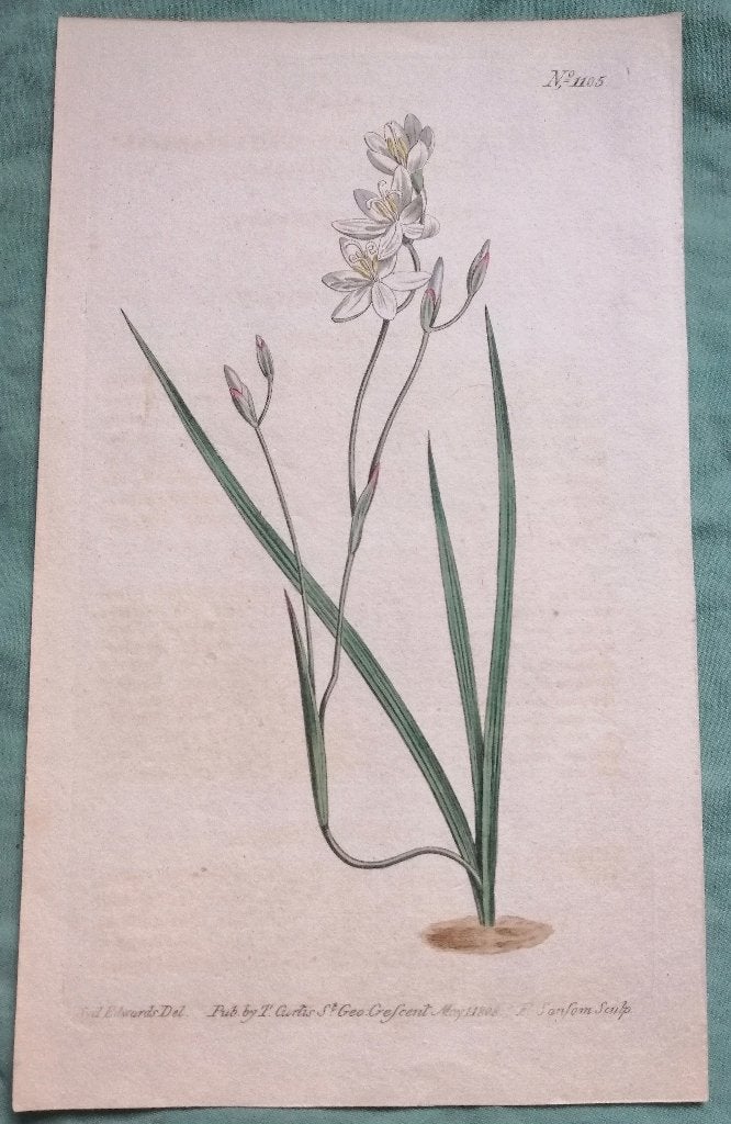 Botanische prent GEISSORHIZA secunda - Zuid Afrika, 1800 - 1899, Gravure, Flora en Fauna, Handgekleurd