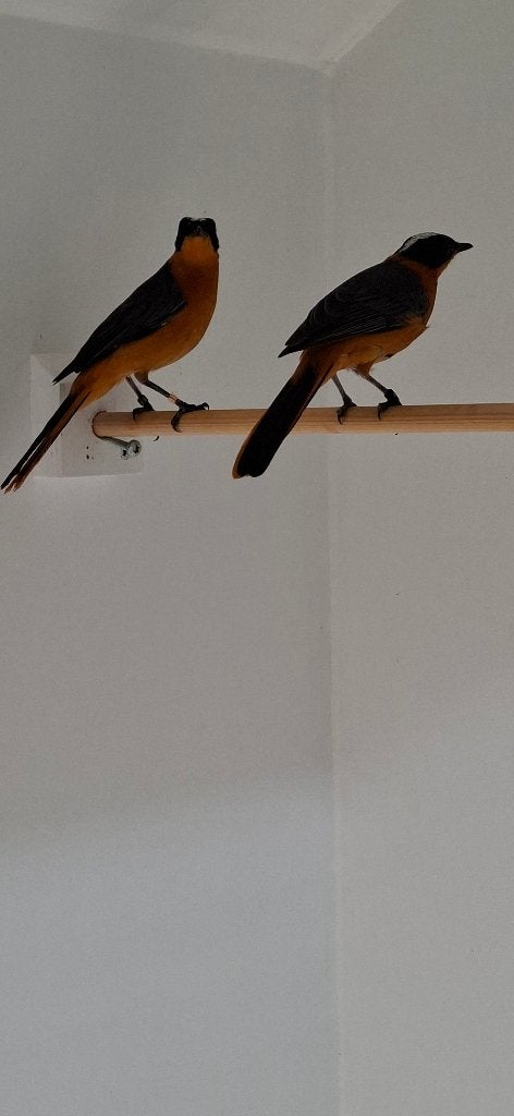Sneeuwkruin tapuit koppel, Dieren en Toebehoren, Meerdere dieren, Tropenvogel, Geringd