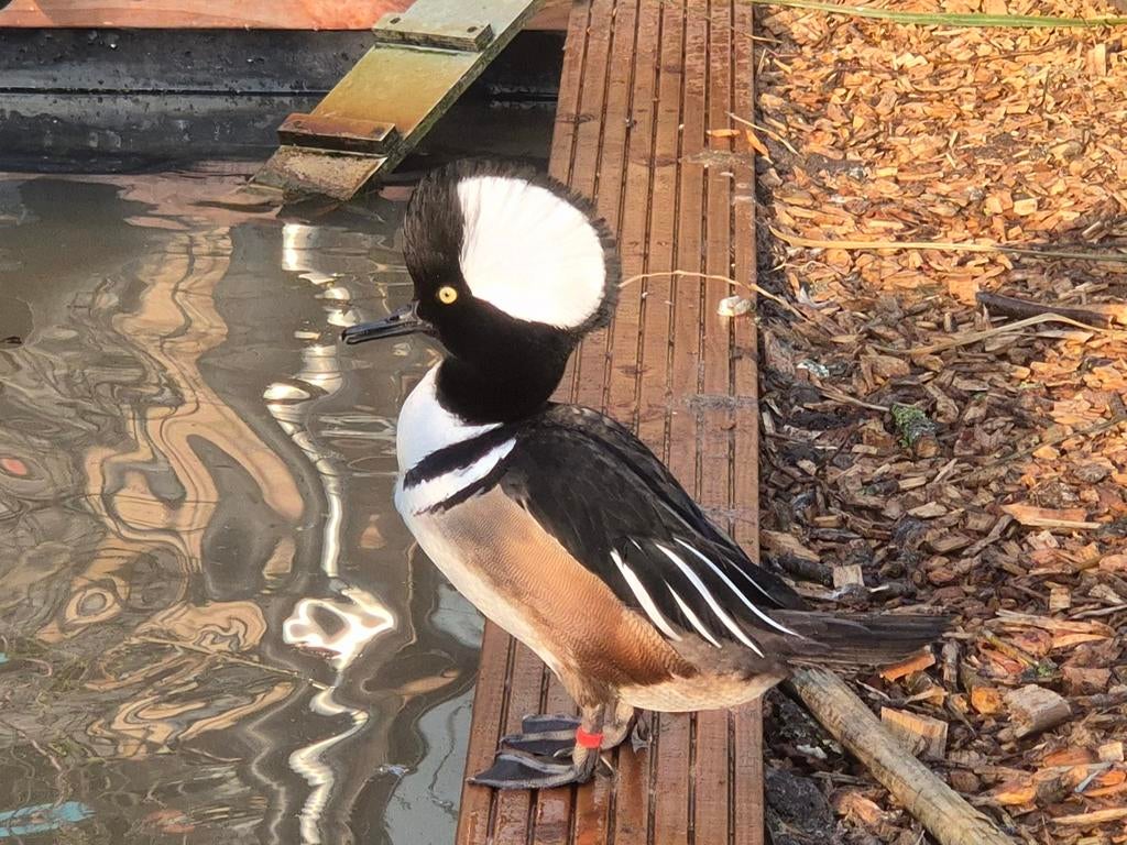 Overjarige kuifzaagbek man, Dieren en Toebehoren, Pluimvee, Mannelijk, Eend