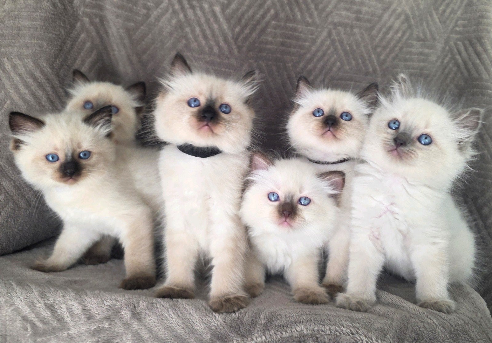 Prachtige Ragdoll kittens zoeken een liefdevol thuis, Meerdere dieren, Gechipt, 0 tot 2 jaar