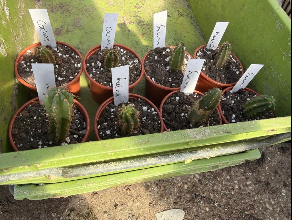 Trichocereus peruvianus (Lucma en Cocha), Huis en Inrichting, Kamerplanten, Ophalen of Verzenden, Cactus, Volle zon, Minder dan 100 cm