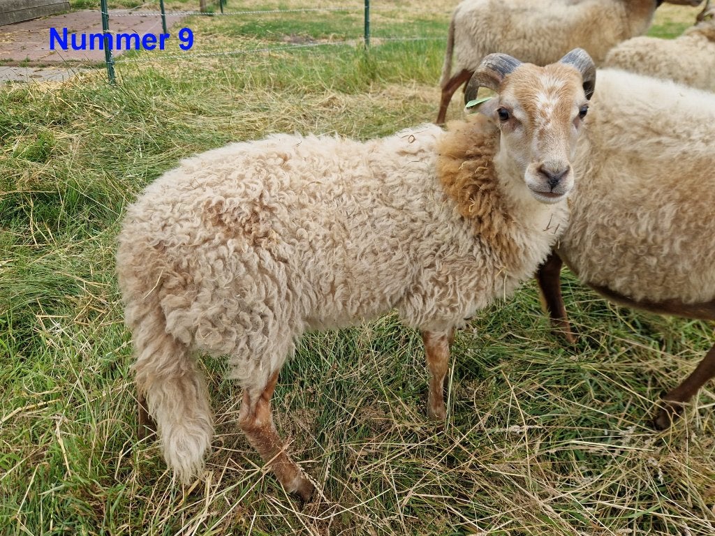 7 ramlammeren Drents heideschaap (stamboek), Mannelijk, Schaap, 0 tot 2 jaar