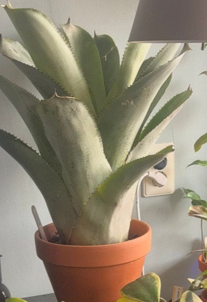 Te koop plant (AECHMEA BRACTEATA), Halfschaduw, Overige soorten, 100 tot 250 cm, Zomer