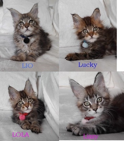 Mooie Maine Coon kittens. Mogen al verhuizen., Dieren en Toebehoren, Meerdere dieren, Met stamboom, 0 tot 2 jaar