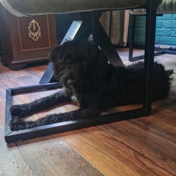 Lieve Labradoodle pup  zoek 5 sterren huisje, Dieren en Toebehoren, Honden | Niet-rashonden, Parvo, 15 weken tot 1 jaar, Reu, Eén hond
