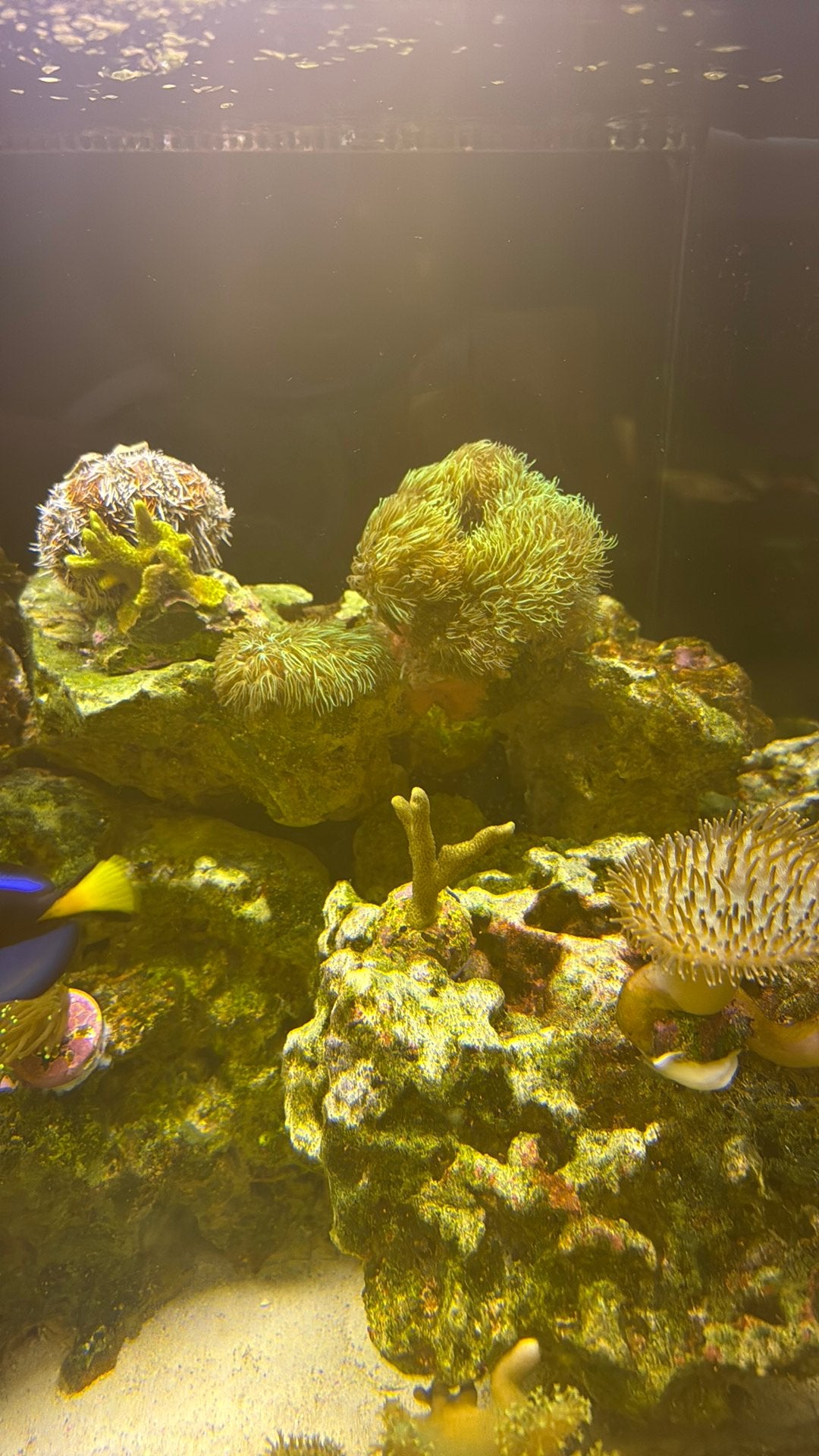Gratis af te halen - Green Star Polyps (GPS) moederkolonie, Dieren en Toebehoren, Vissen | Aquariumvissen, Overige typen, Zoutwatervis
