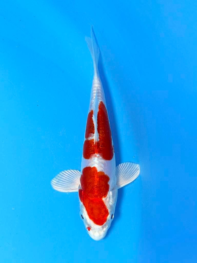 Kikusui Tosai – Yagenji Japanse koi, Dieren en Toebehoren, Vissen | Vijvervissen, Karper of Koi