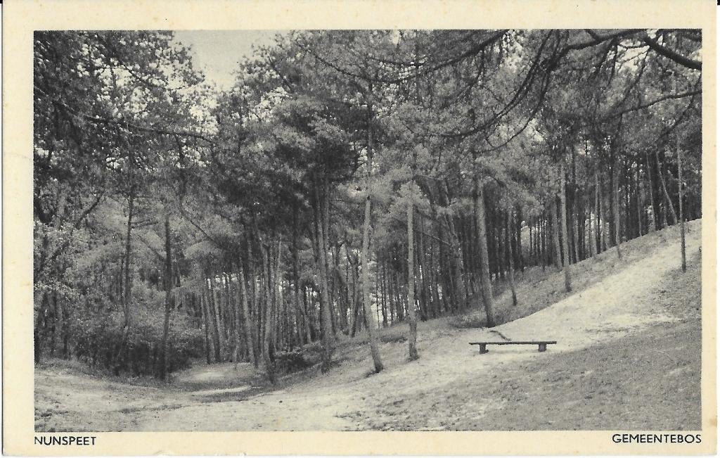 Nunspeet, Gemeentebos, bankje, bos, Verzenden, 1940 tot 1960, Gelopen, Gelderland