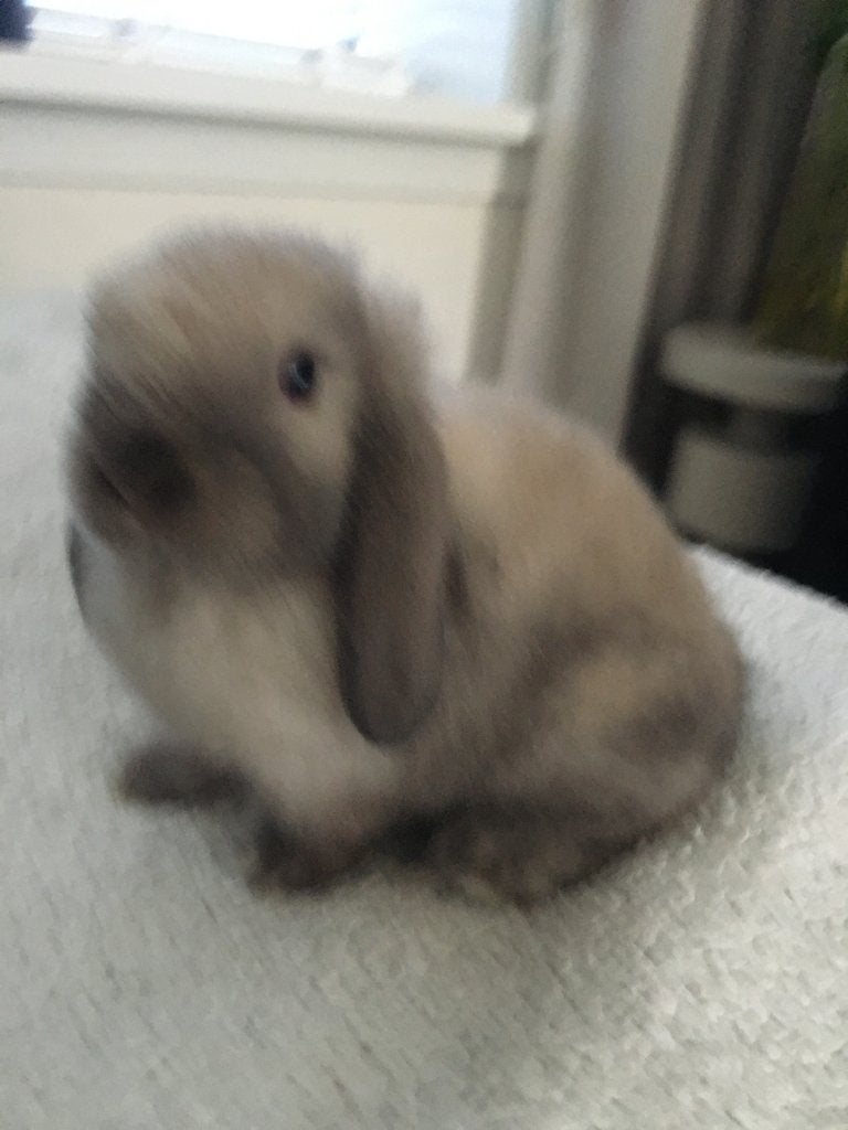 NDH x minilop, Dieren en Toebehoren, Konijnen, Meerdere dieren, Dwerg, Hangoor
