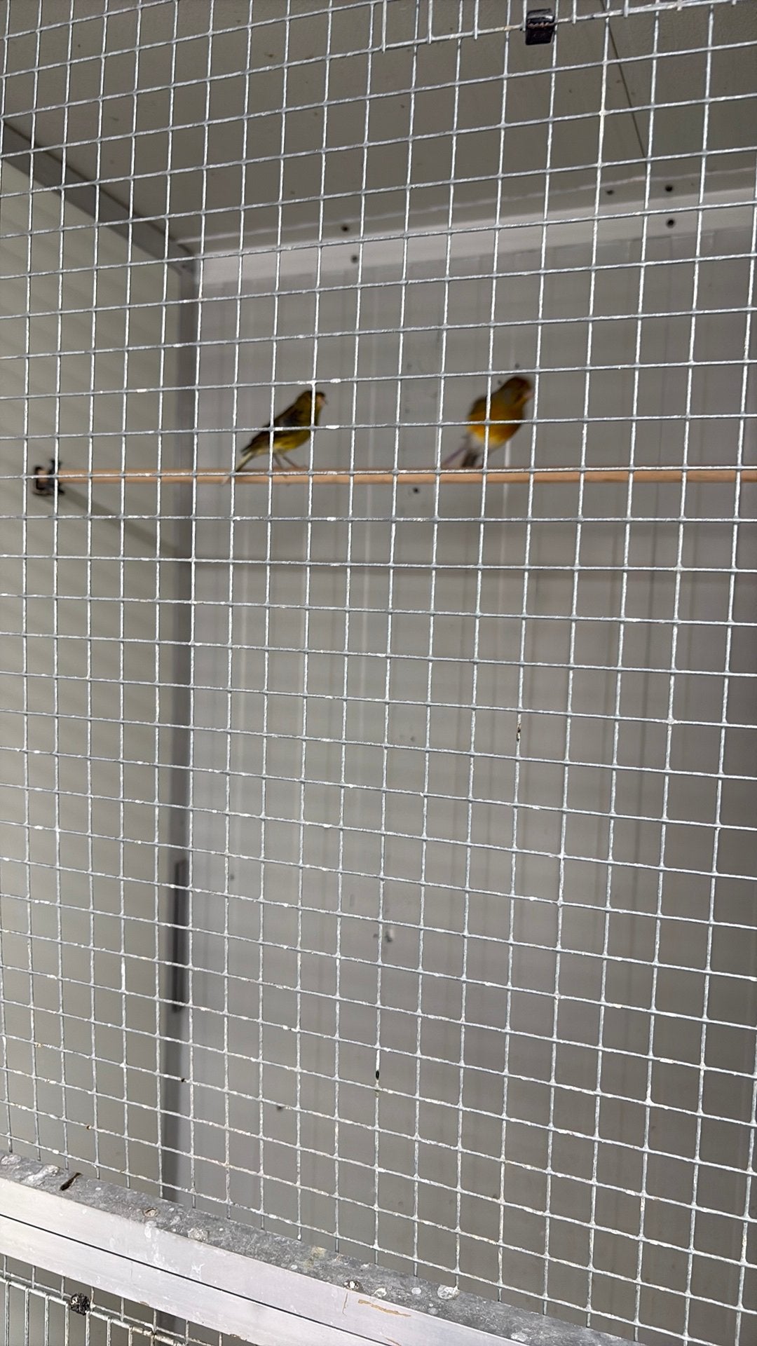 Harlekijnen kanaries te koop, Dieren en Toebehoren, Vogels | Kanaries, Geslacht onbekend, Kleurkanarie