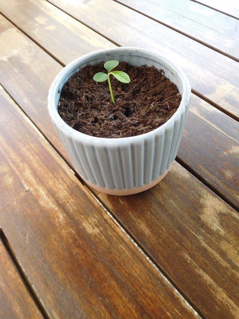 Madagascar Jewel, stekje in sierpot, Huis en Inrichting, Kamerplanten, Verzenden, Overige soorten, Halfschaduw, In pot