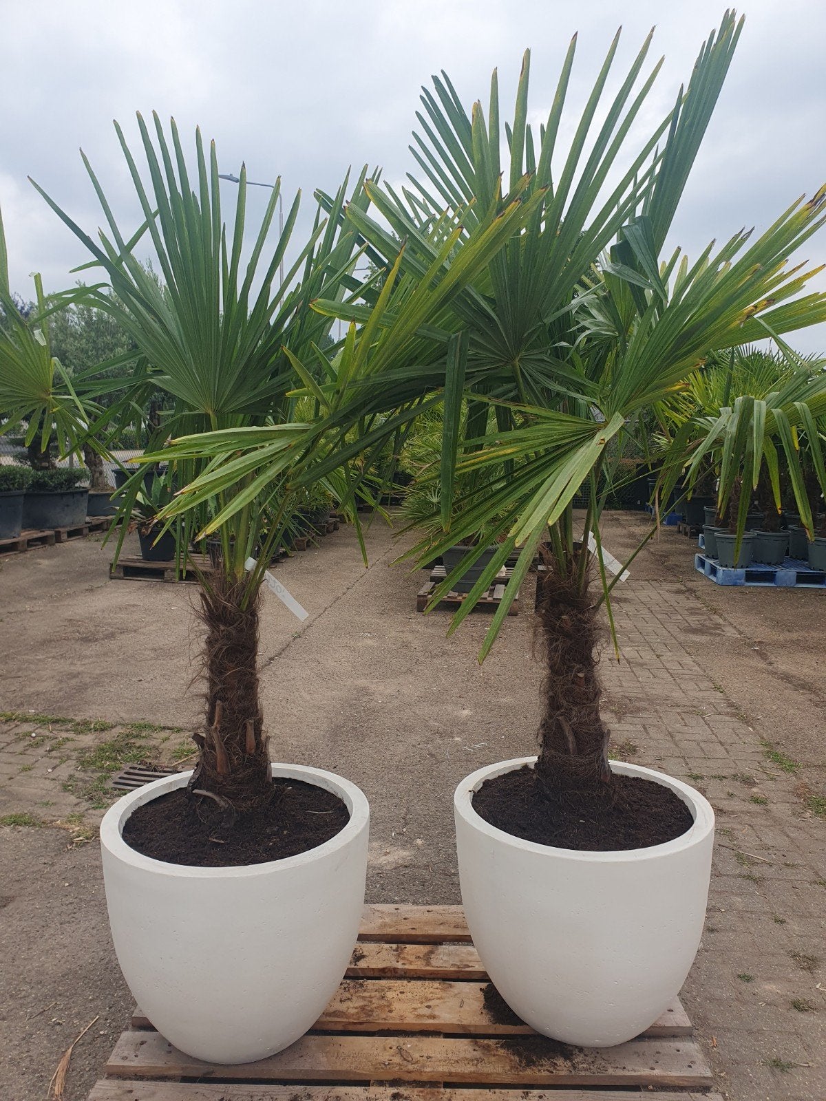 palmen in deco pot, Ophalen, Overige soorten, Volle zon