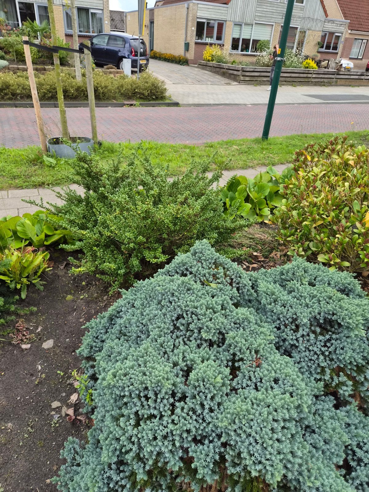 Diverse tuinplanten en struiken, Ophalen, Overige soorten, Halfschaduw