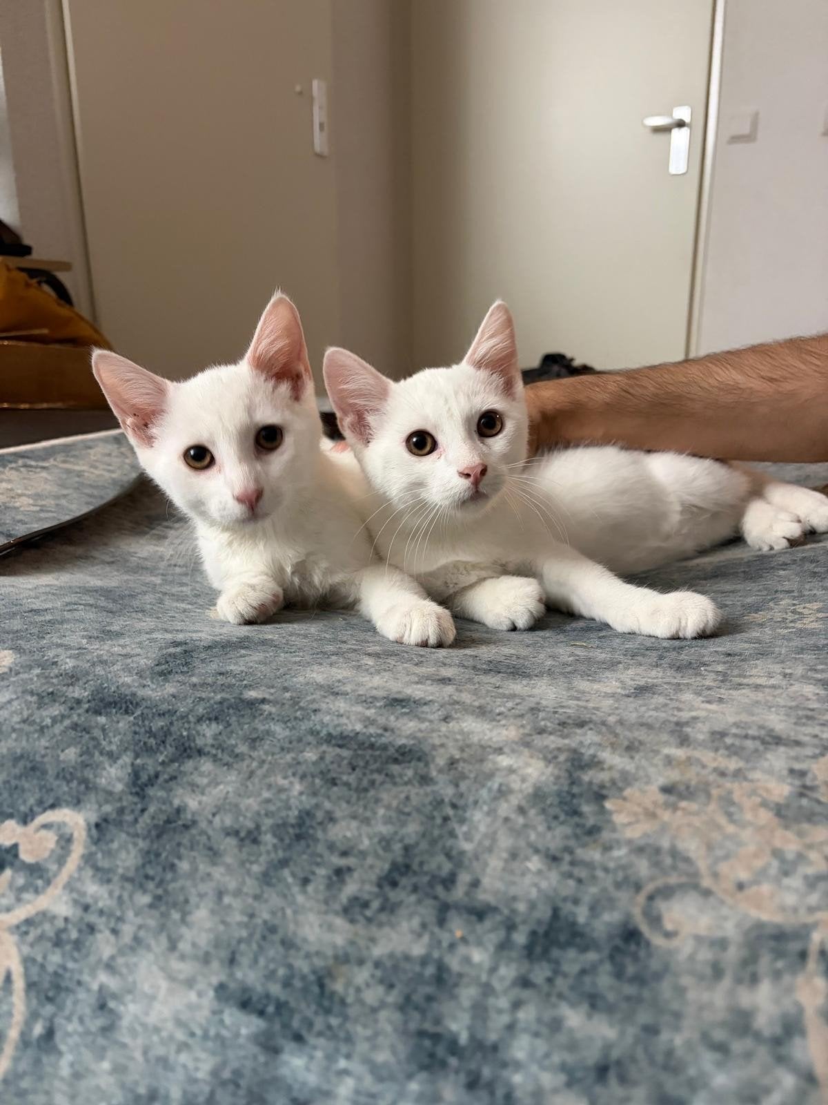 Nog 1 witte en 1 zwarte kitten beschikbaar, Meerdere dieren, Kortharig, 0 tot 2 jaar