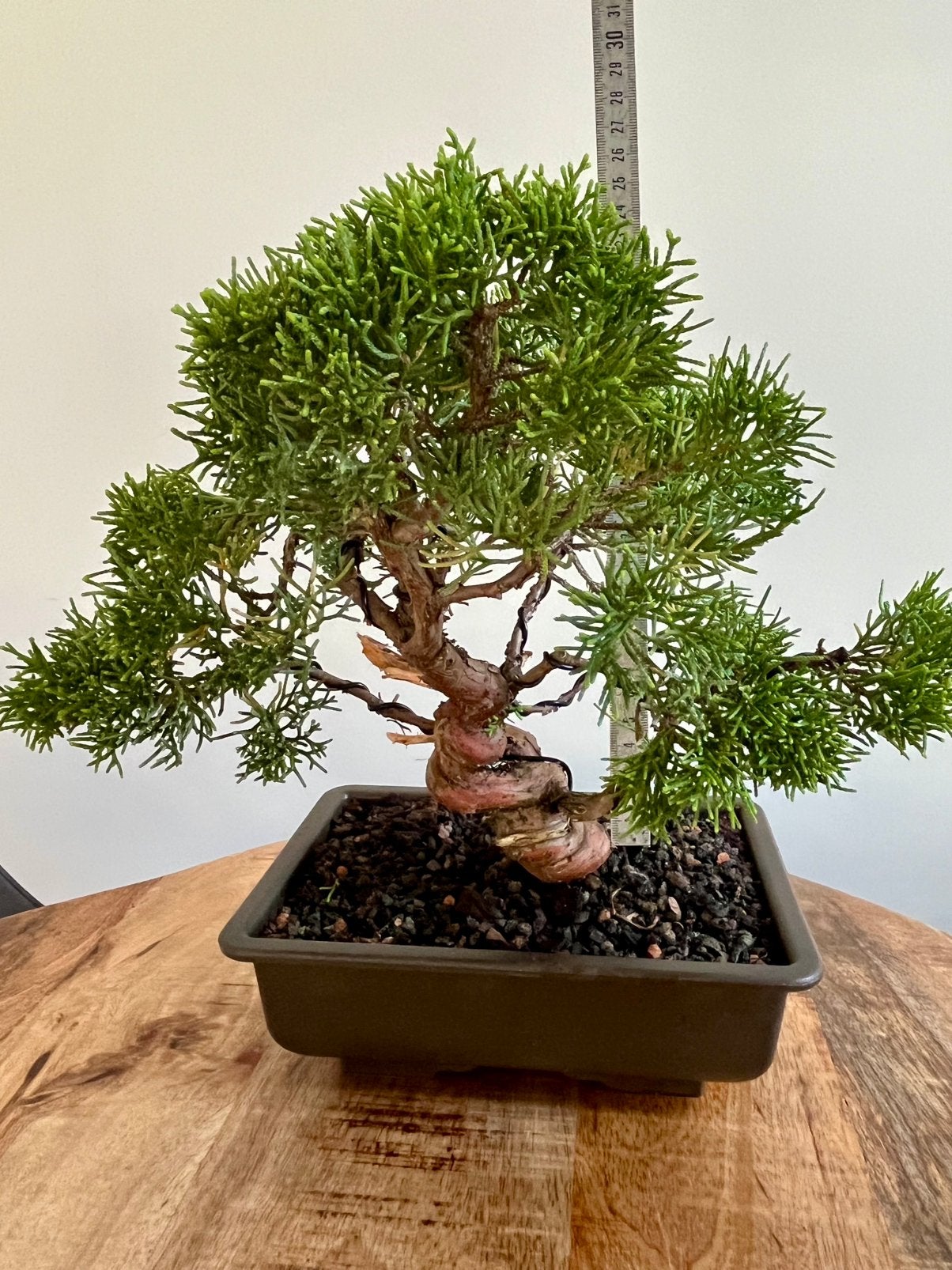 Juniperus Chinensis 25cm, Verzenden, Overige soorten, Volle zon