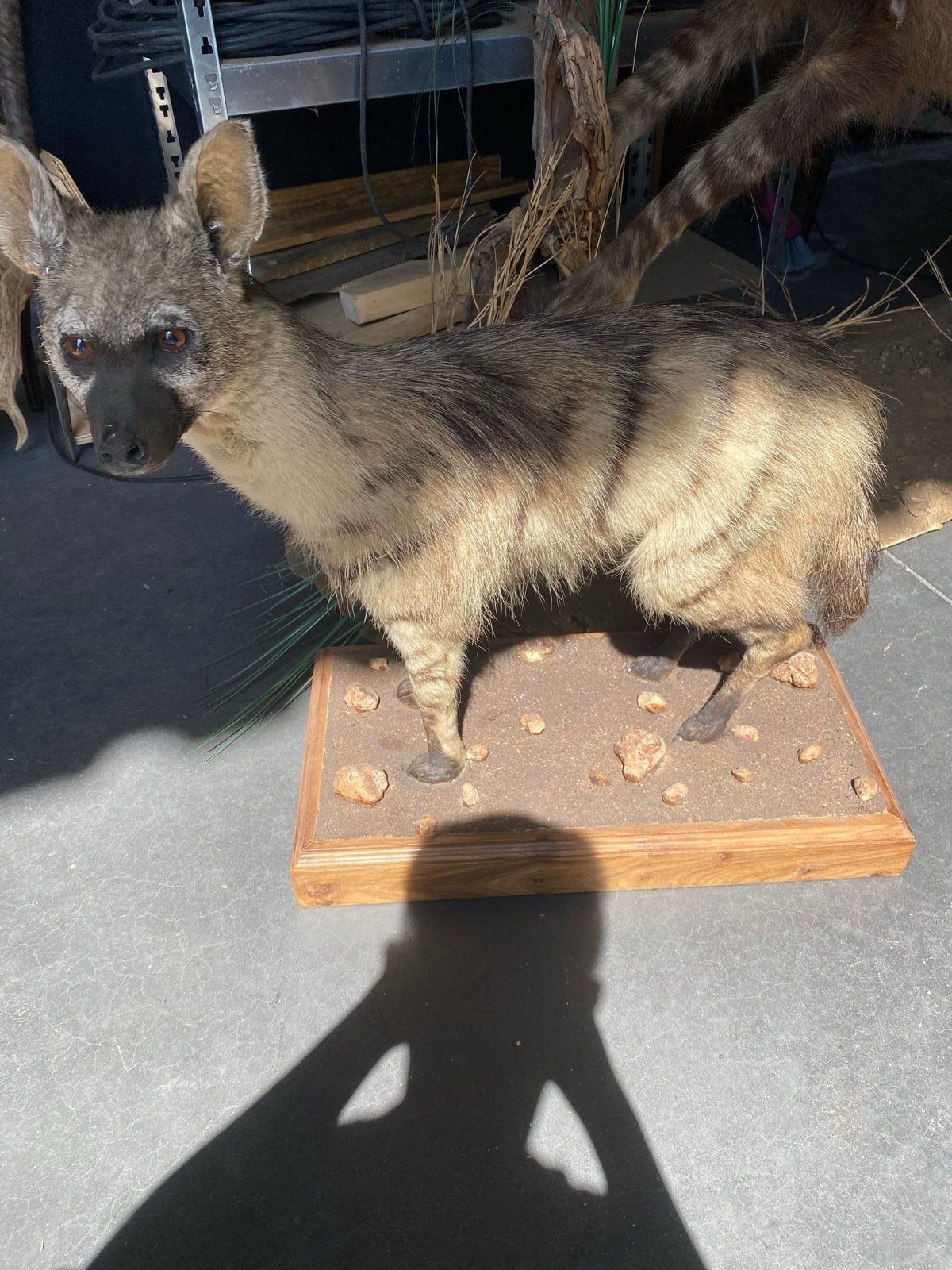 Opgezette Aardwolf - Goede Staat, Verzamelen, Dierenverzamelingen, Ophalen of Verzenden, Zo goed als nieuw, Wild dier, Opgezet dier