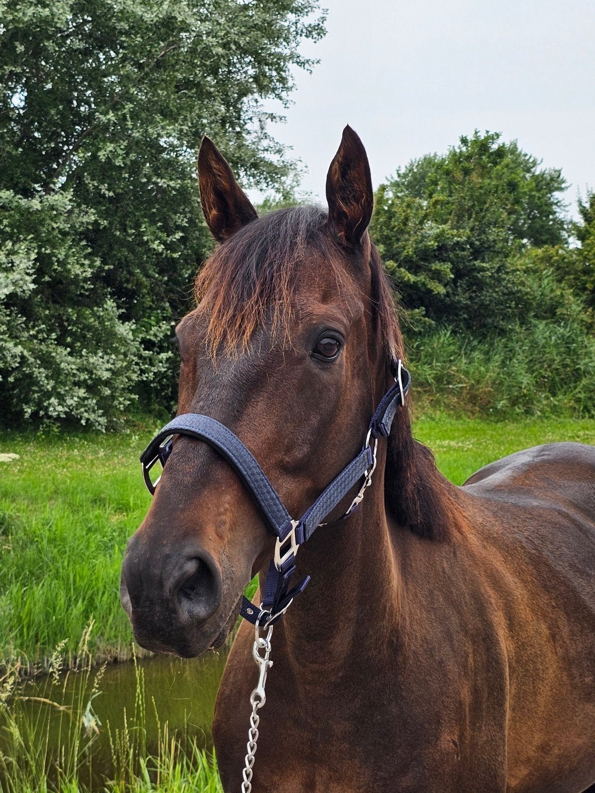 Lieve 9 jarige ruin, Dieren en Toebehoren, Paarden, Ruin, Recreatiepaard