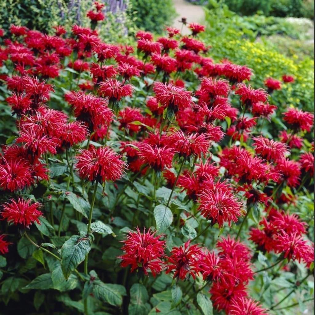 Monarda / Bergamot plantjes Rood, Volle zon, Vaste plant, Zomer, Ophalen