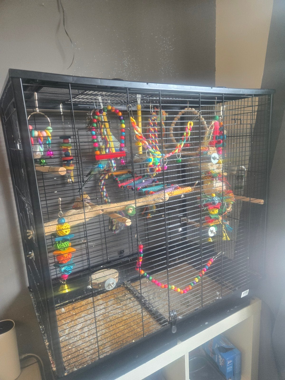 2 jonge grasparkieten (stel )
