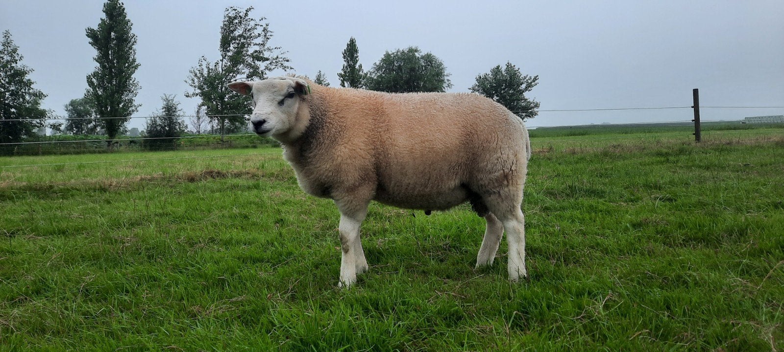 Dekrammen Texelaar/Swifter, Mannelijk, Schaap, 0 tot 2 jaar