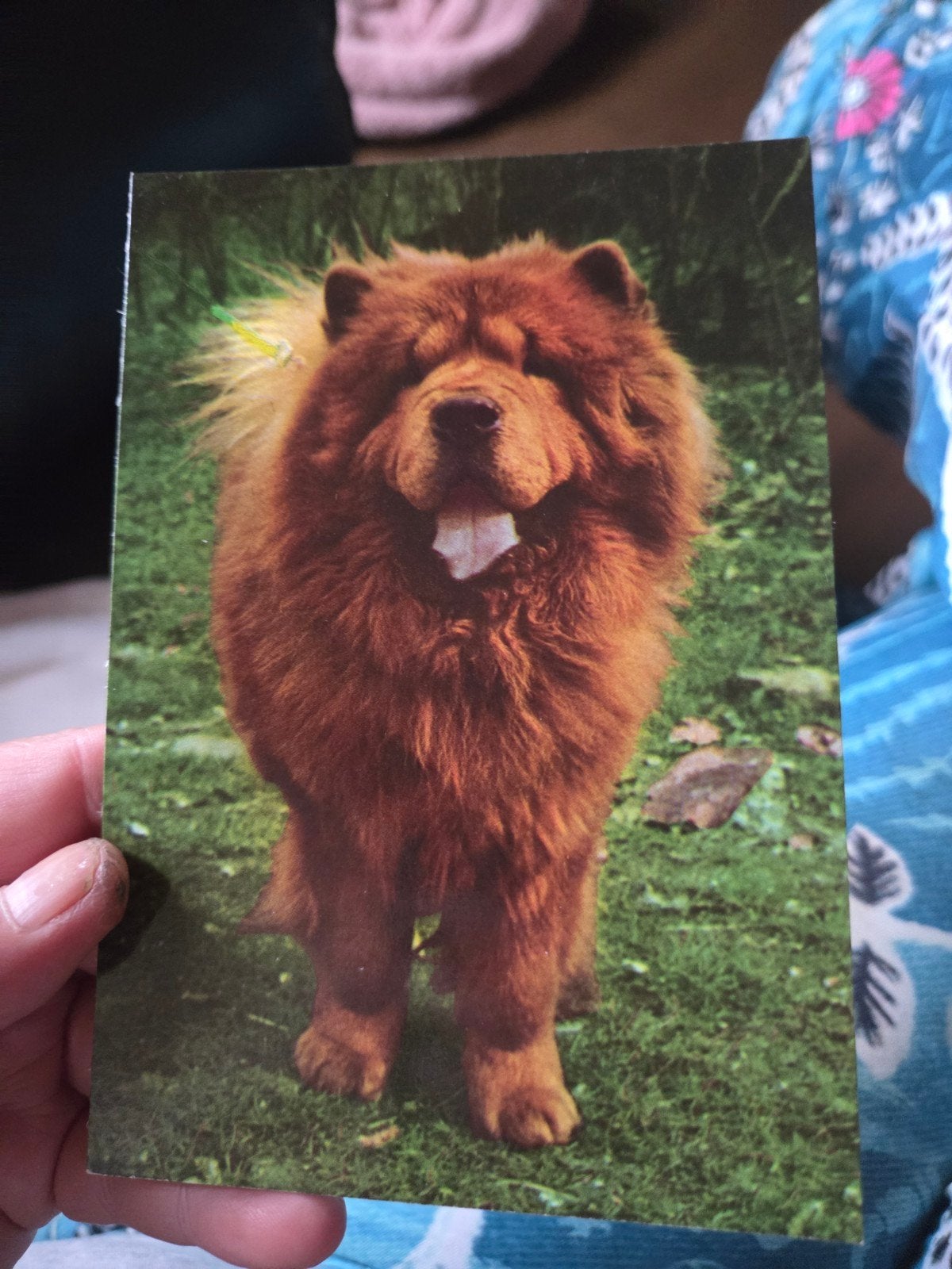 Vintage Ansichtkaart Chow Chow Hond - Ongelopen, Ophalen of Verzenden, 1960 tot 1980, Ongelopen, Hond of Kat