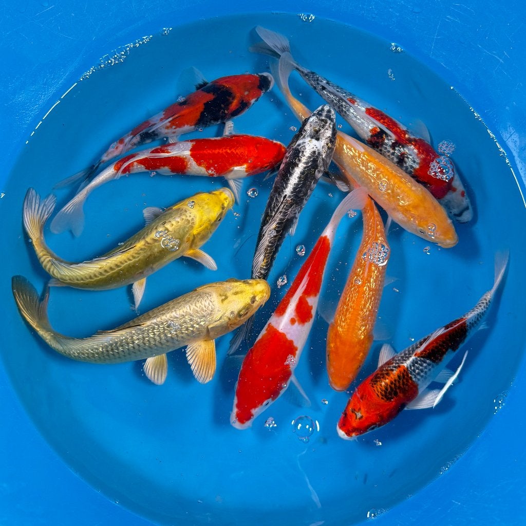 MARUSEI (HIRASAWA) TOSAI MIX  20-26cm, Karper of Koi