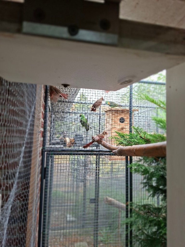 Rode kardinalen, Meerdere dieren, Tropenvogel, Geringd