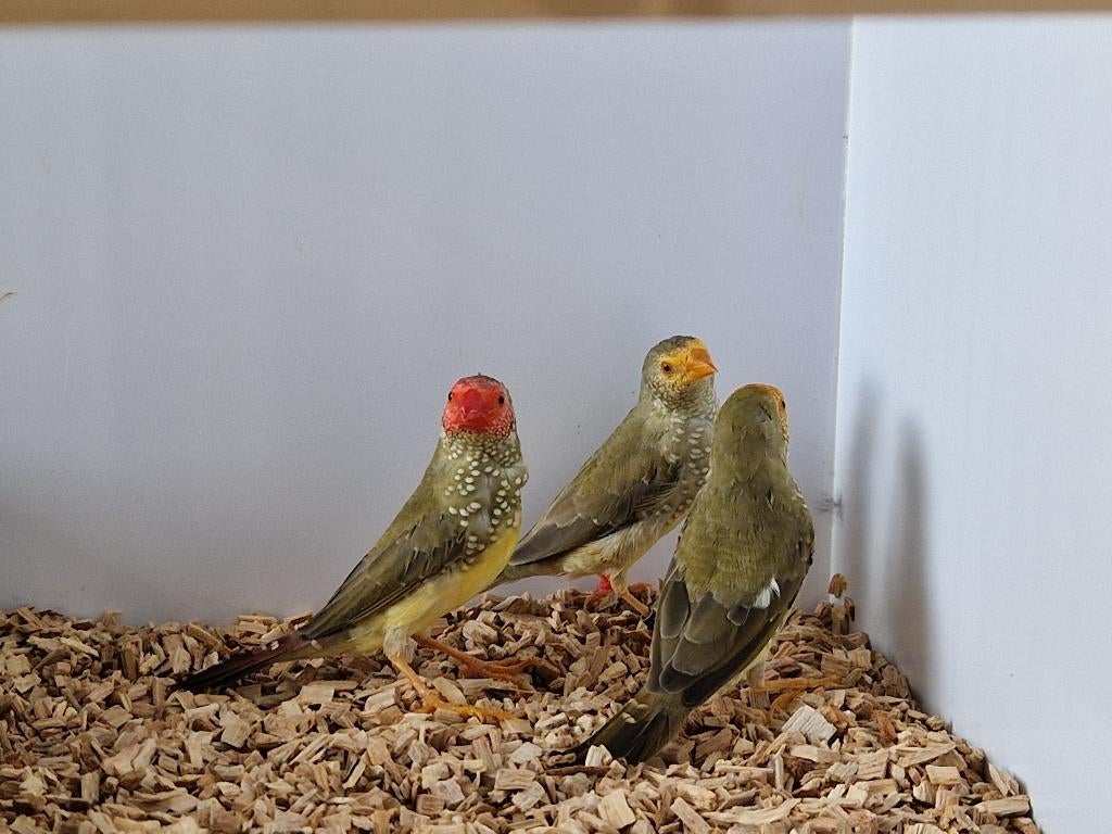 Binsenastrilde roodkop | veel keuze uit tropische vogels, Dieren en Toebehoren, Vogels | Overige Vogels, Meerdere dieren, Tropenvogel