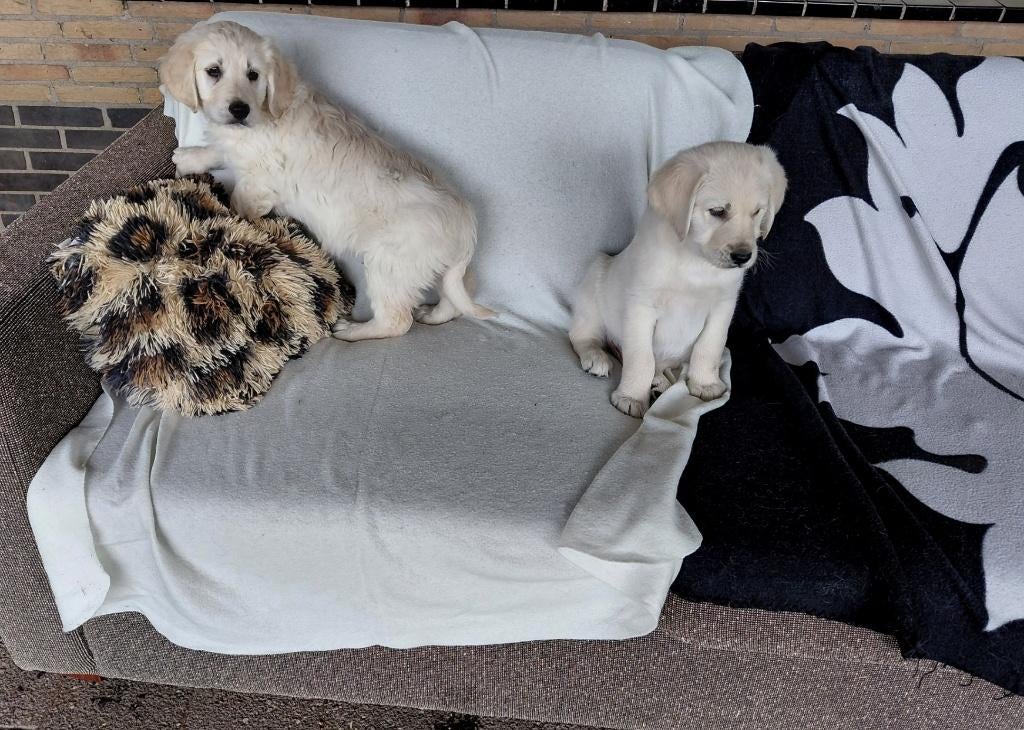 3 Golden retriever x Labrador pups ( reutjes ), Dieren en Toebehoren, Parvo, 8 tot 15 weken, Meerdere, Nederland