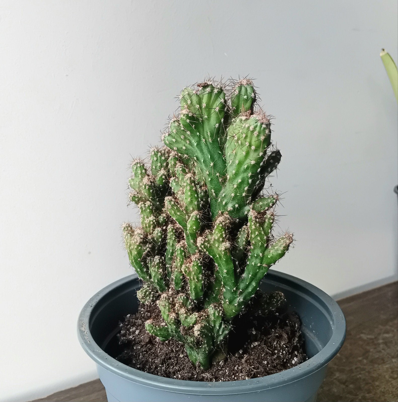 Cactus 20cm, Ophalen, Minder dan 100 cm, In pot, Cactus