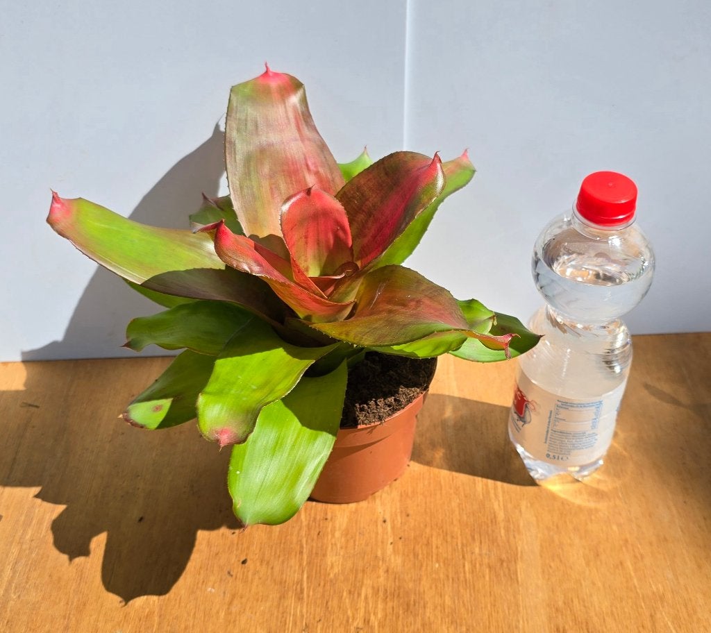 Neoregelia hybride, Dieren en Toebehoren, Reptielen en Amfibieën | Toebehoren, Ophalen of Verzenden, Nieuw