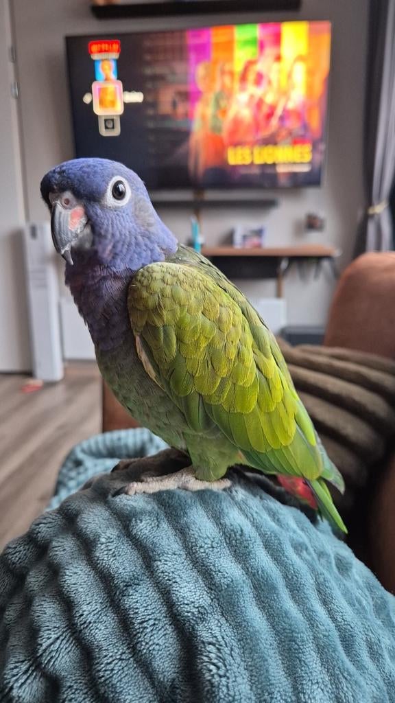 Pionus menstruus man, Dieren en Toebehoren, Mannelijk, Papegaai, Pratend