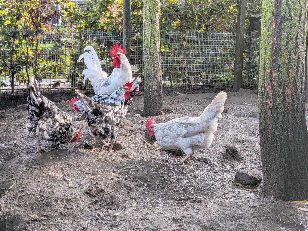 Bonte leghorn haan (grijs/blauw) evt incl 4 hennen, Dieren en Toebehoren, Meerdere dieren, Kip