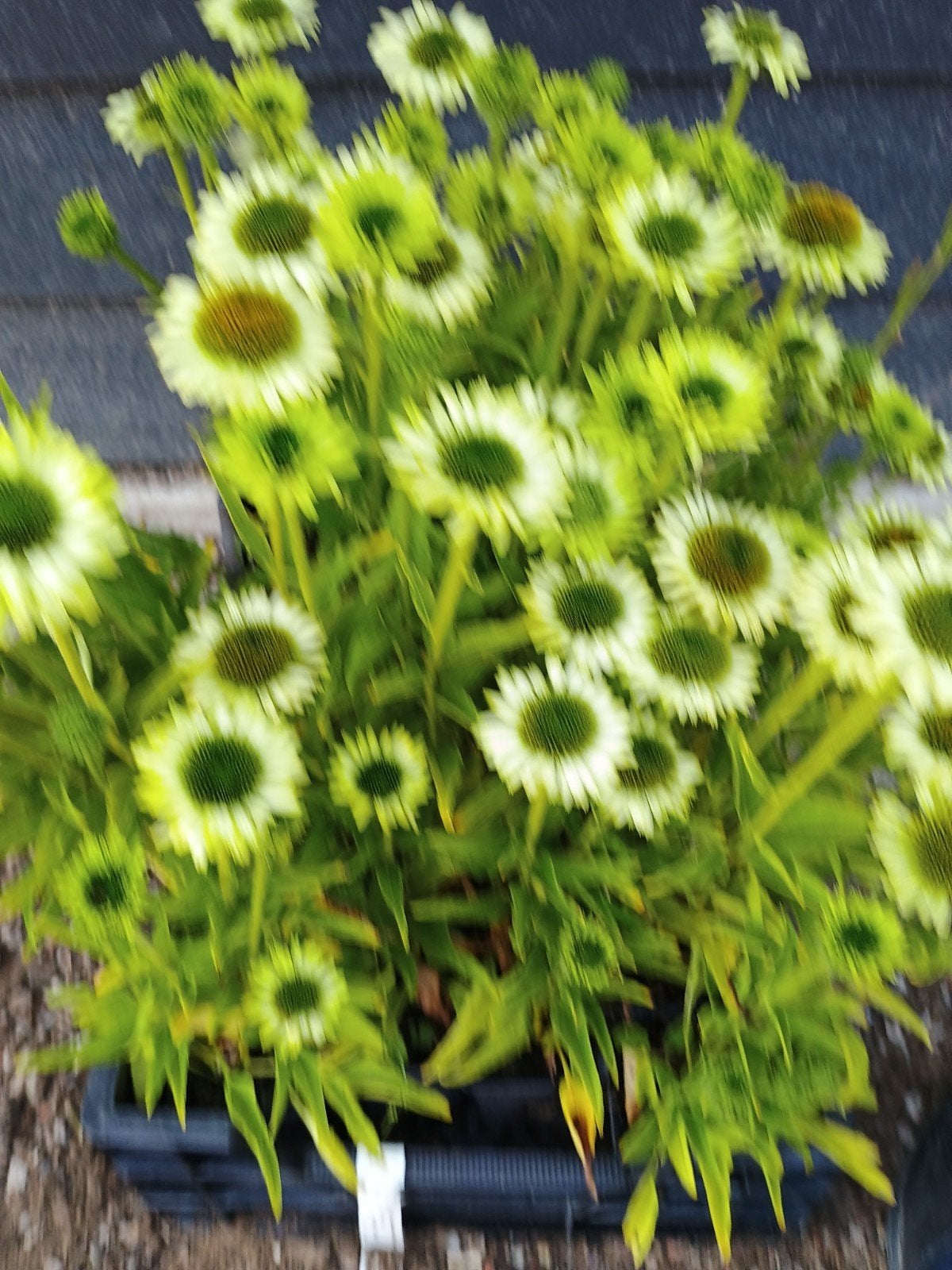 Echinacea purpurea 'Green Jewel' in P9 pot, Volle zon, Vaste plant, Zomer, Ophalen