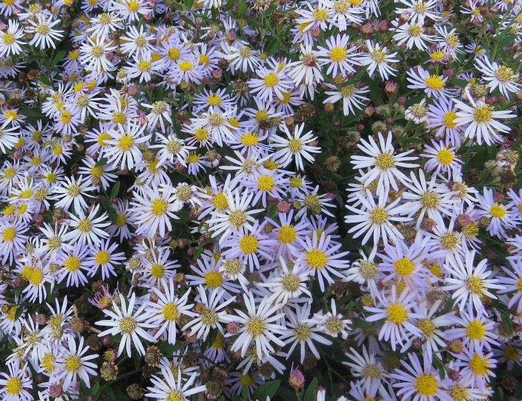 Vaste plant : Bosaster 2 euro, Tuin en Terras, Volle zon, Vaste plant, Zomer, Ophalen