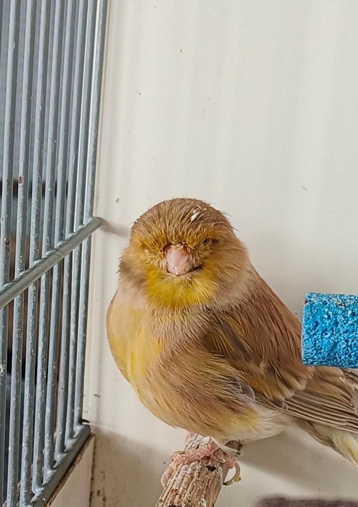Mooie Gloster kanarie Pop 2024, grenigd €25, VASTE PRIJS., Dieren en Toebehoren, Vogels | Kanaries, Vrouwelijk, Postuurkanarie