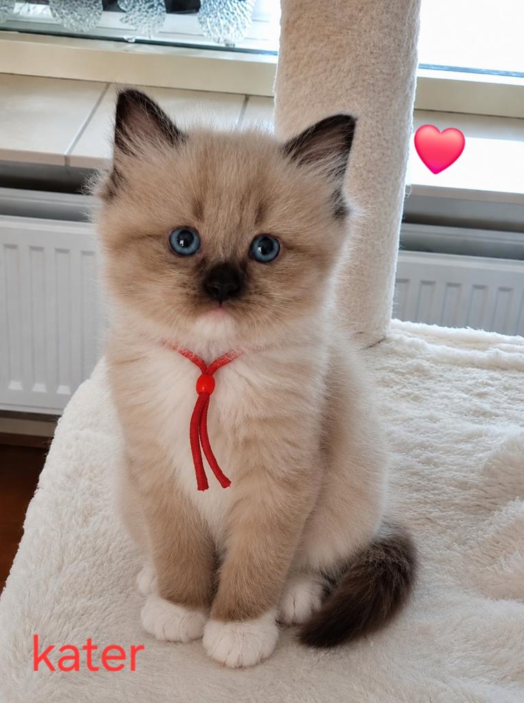 1 Schattige Ragdoll Kitty rood bante  is nog beschikbaar, Dieren en Toebehoren, Katten en Kittens | Overige Katten, Meerdere dieren