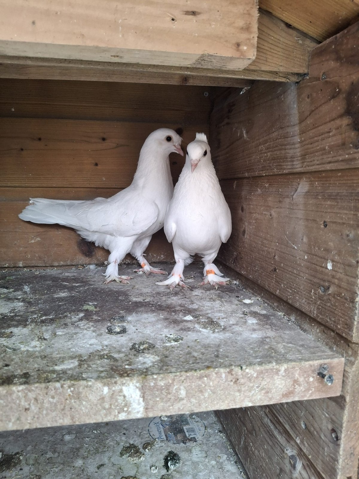 Takla kuşu, Dieren en Toebehoren, Meerdere dieren, Overige soorten