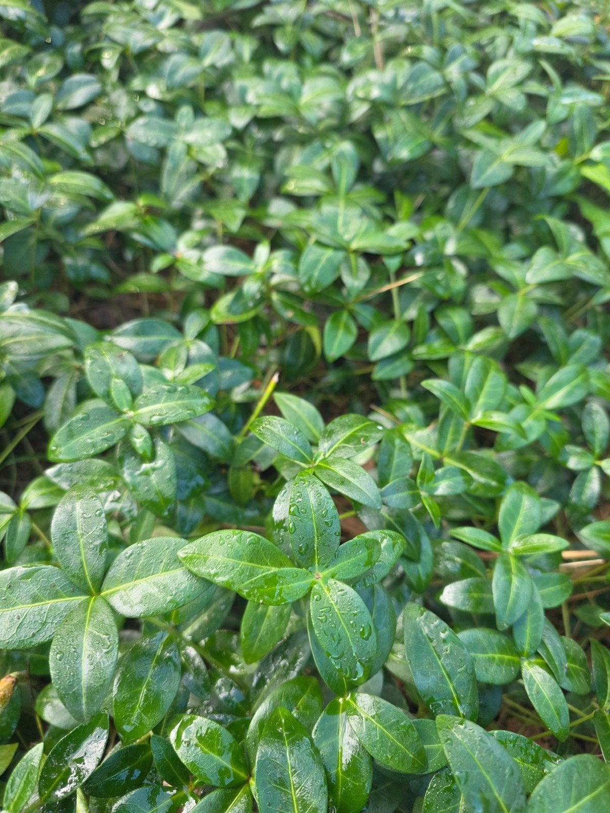 GRATIS AF TE HALEN: Prachtige maagdenpalm (Vinca minor), Ophalen