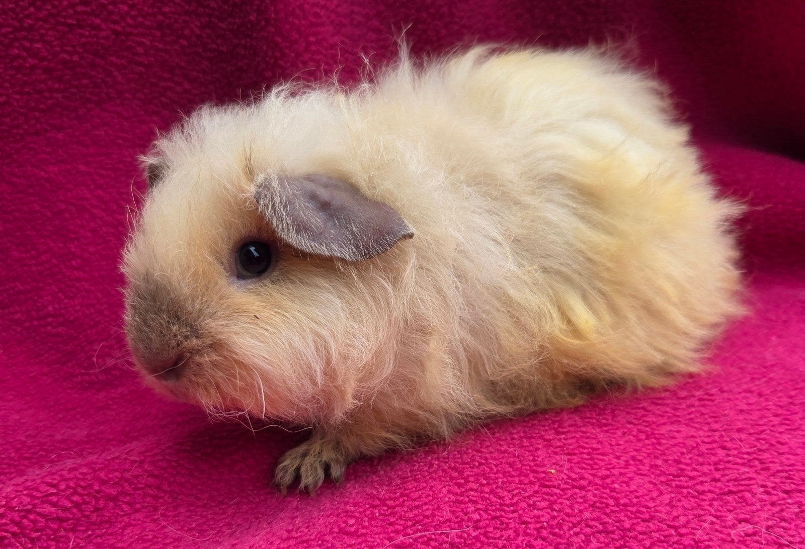 Schitterende Californian beertjes langhaar, Cavia, Mannelijk, Januari, Tam